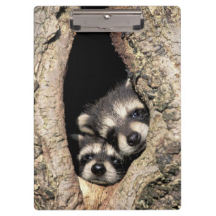 Carpeta De Pinza Mapaches bebés en cavidad de árbol Procyon