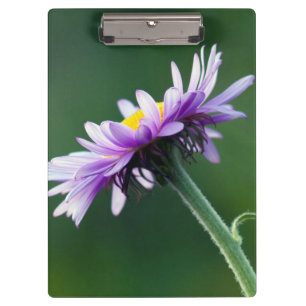 Carpeta De Pinza Margarita Alpina
