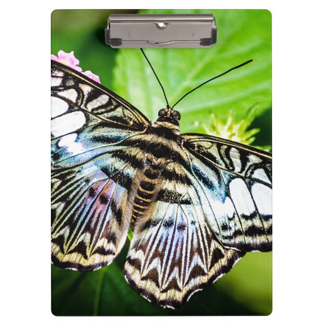 Carpeta De Pinza Mariposa de Blue Clipper (Anverso)