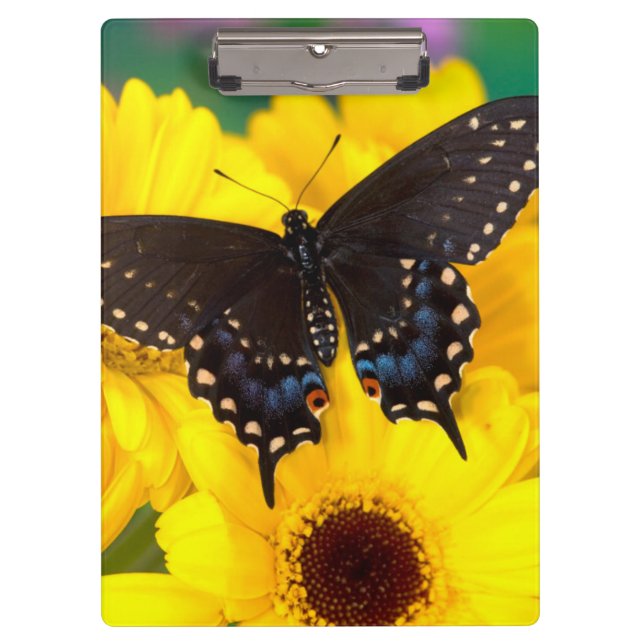 Carpeta De Pinza Mariposa de cola de cerda negra (Anverso)