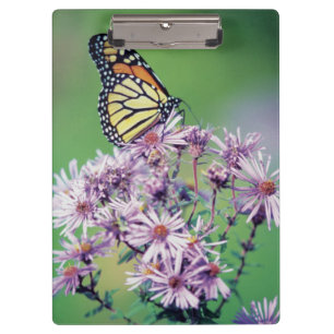 Carpeta De Pinza Mariposa de monarca