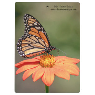Carpeta De Pinza Mariposa monarca en una flor naranja