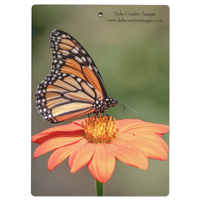 Carpeta De Pinza Mariposa monarca en una flor naranja (Reverso)