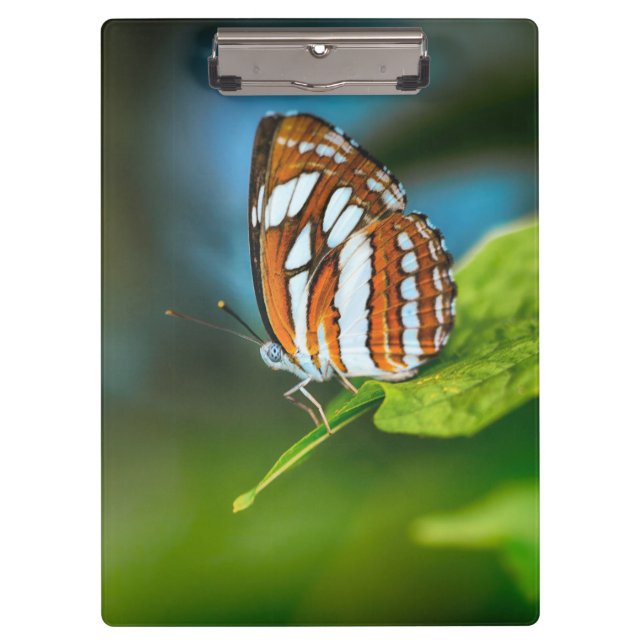 Carpeta De Pinza Mariposa rayada blanca y Naranja (Anverso)
