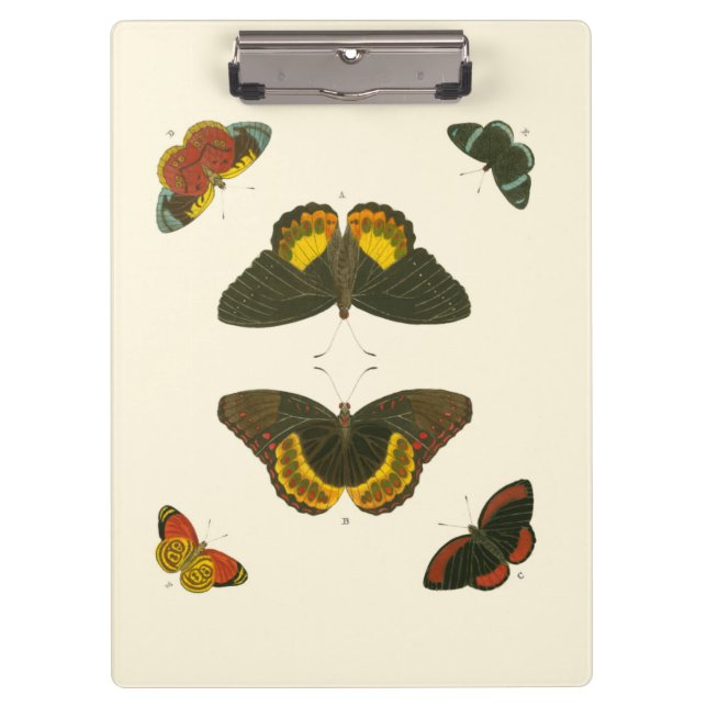 Carpeta De Pinza Mariposas brillantes de Pieter Cramer (Anverso)