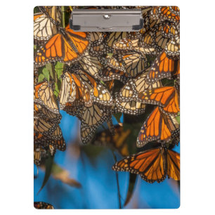 Carpeta De Pinza Mariposas monarca migratorias se aferran a las hoj