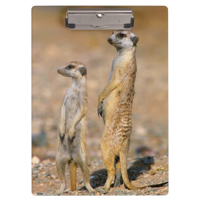 Carpeta De Pinza Meerkat (Suricata Suricatta) Sentinels, Karas (Anverso)