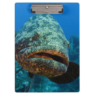 Carpeta De Pinza Mero Goliat Atlántico