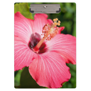 Carpeta De Pinza Míchigan, Dearborn. Detalle de Hibisco Rosa
