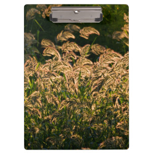 Carpeta De Pinza Mijo Silvestre (Panicum Sp.) Creciendo En Humedal
