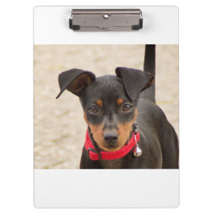 Carpeta De Pinza mini-pinscher-negro y óxido