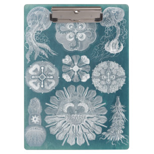 Carpeta De Pinza Modelo IV de Sealife