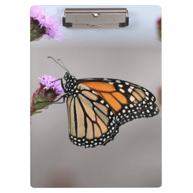 Carpeta De Pinza Monarca (Anverso)