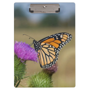 Carpeta De Pinza Monarca en Pastizal Thistle Prairie Ridge