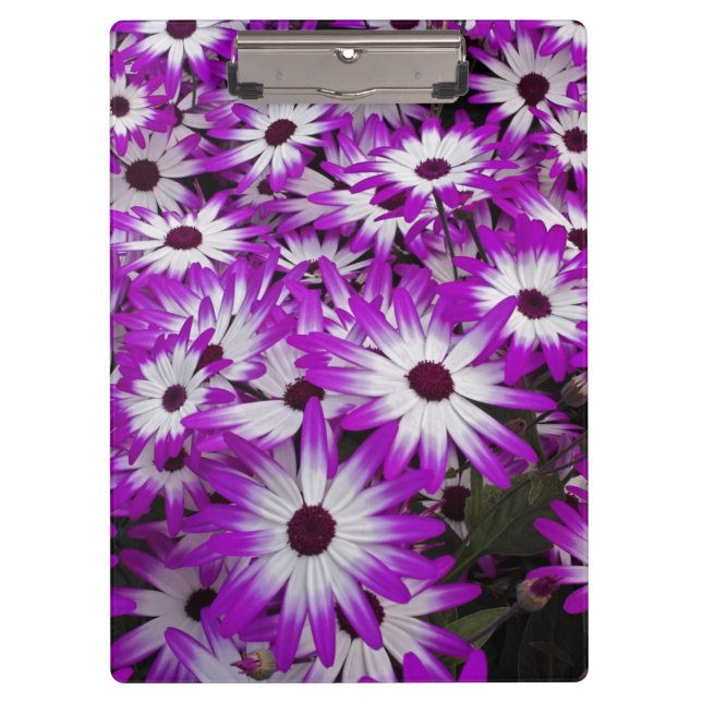 Carpeta De Pinza Motivo de las flores, Kuekenhof Gardens, Lisse, (Anverso)