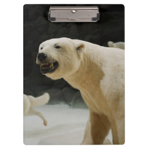 Carpeta De Pinza Mueca del oso polar
