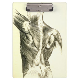 Carpeta De Pinza Músculos traseros de la anatomía el del vintag