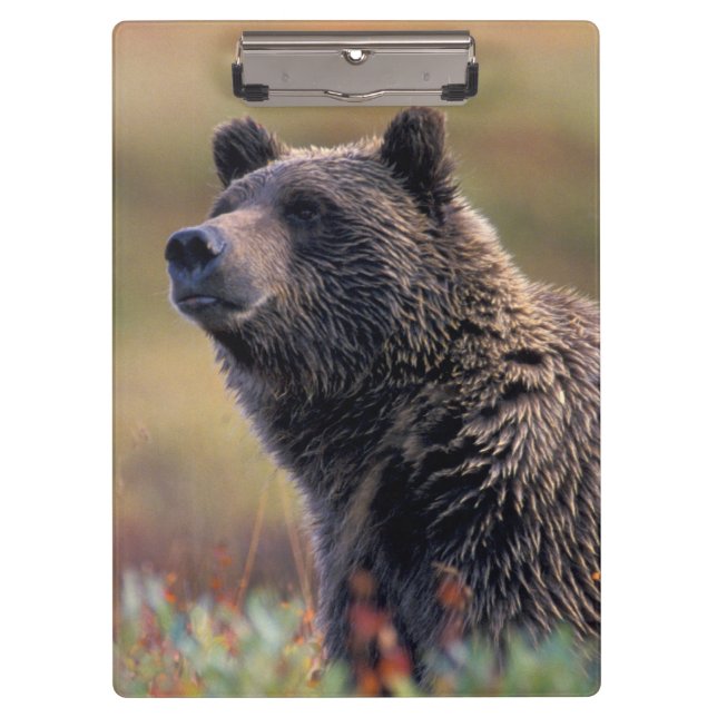 Carpeta De Pinza NA, USA, Alaska, Denali NP, oso Grizzly (Anverso)