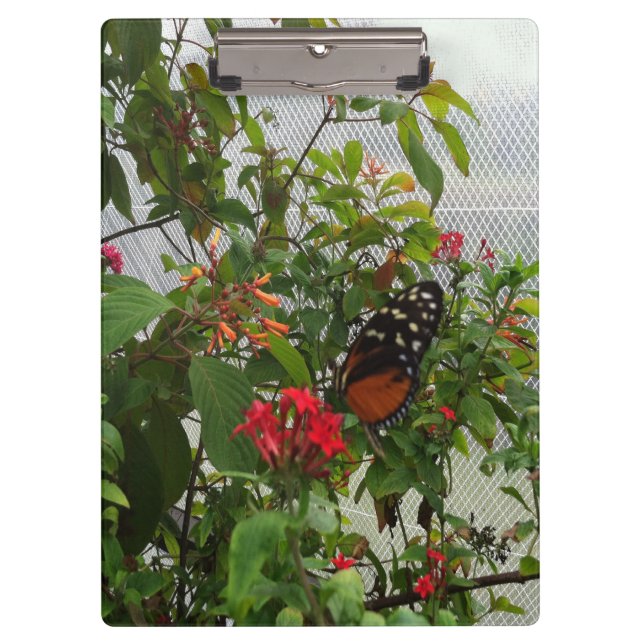 CARPETA DE PINZA NARANJA BUTTERFLY (Anverso)