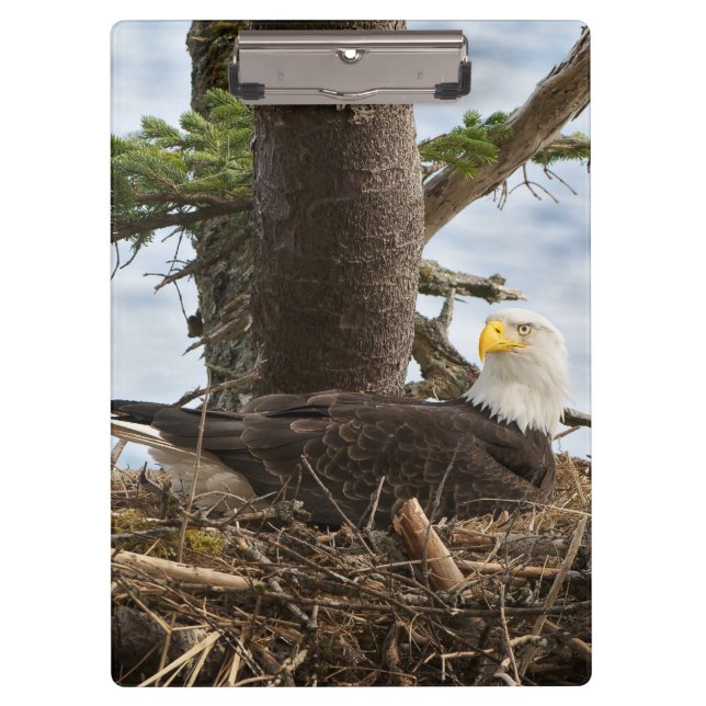 Carpeta De Pinza Nesting Bald Eagle (Anverso)