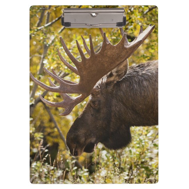 Carpeta De Pinza Noble Bull Moose (Anverso)