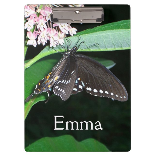 Carpeta De Pinza Noche mariposa cola negra en Shenandoah (Anverso)