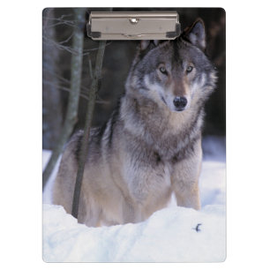 Carpeta De Pinza Norteamérica, Canadá, Canadá Oriental, Lobo gris