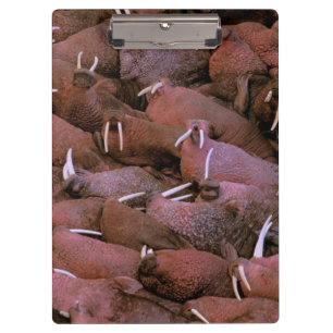 Carpeta De Pinza Norteamérica, EE. UU., Alaska, Delta del Yukón Nac