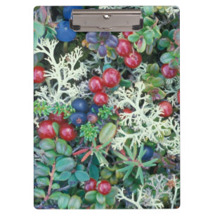 Carpeta De Pinza Norteamérica, EE. UU., Alaska, paisaje, bayas
