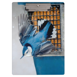 Carpeta De Pinza Nuthatch blanco en nieve - foto original