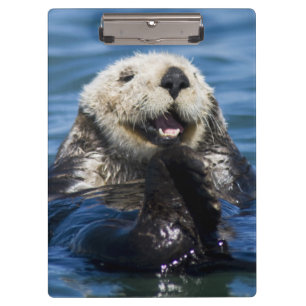 Carpeta De Pinza Nutria marina de California Enhydra lutris) se aci