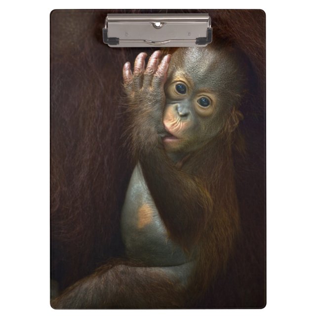 Carpeta De Pinza Orangután (Anverso)