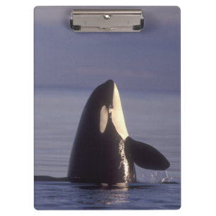 Carpeta De Pinza Orca asesina (Orca orcinus) espiando cerca