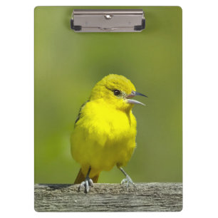 Carpeta De Pinza Orchard Oriole - Foto original