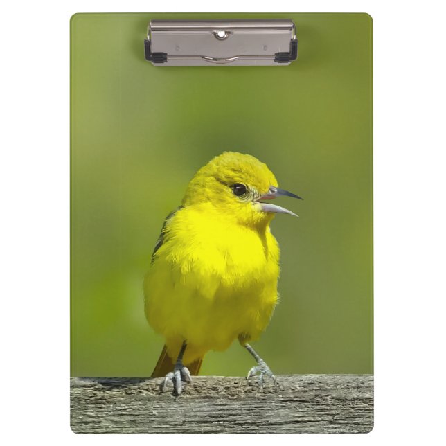 Carpeta De Pinza Orchard Oriole - Foto original (Anverso)