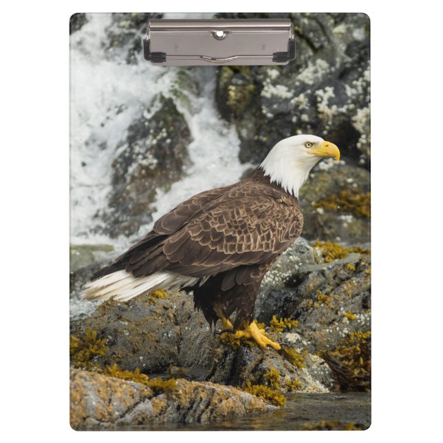 Carpeta De Pinza Orgulloso Bald Eagle (Anverso)