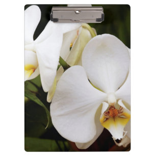Carpeta De Pinza Orquídea Luna Blanca (Phalaenopsis Aphrodite)
