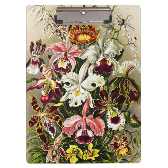 Carpeta De Pinza Orquídeas Orchideae Denusblumen Ernst Haeckel (Anverso)