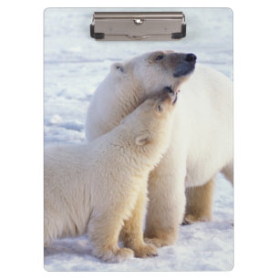 Carpeta De Pinza Osa de oso polar con cría, manada
