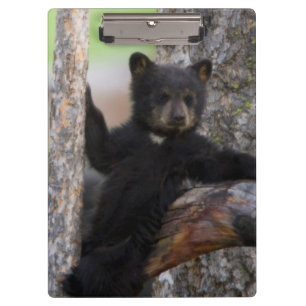 Carpeta De Pinza Osezno de osos negros descansando