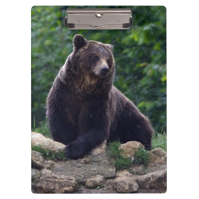 Carpeta De Pinza Oso de Brown (Anverso)