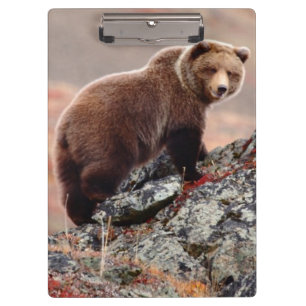 Carpeta De Pinza Oso de Denali Brown