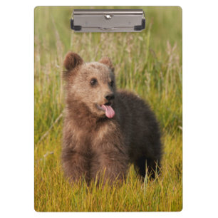 Carpeta De Pinza Oso divertido del bebé de las imágenes el   de