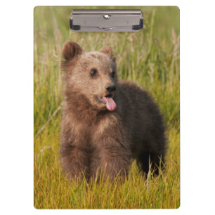 Carpeta De Pinza Oso divertido del bebé de las imágenes el de