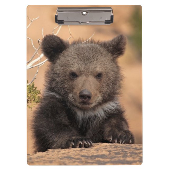 Carpeta De Pinza Oso grizzly Cub (Anverso)