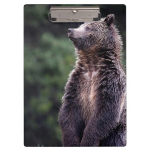 Carpeta De Pinza Oso grizzly derecho