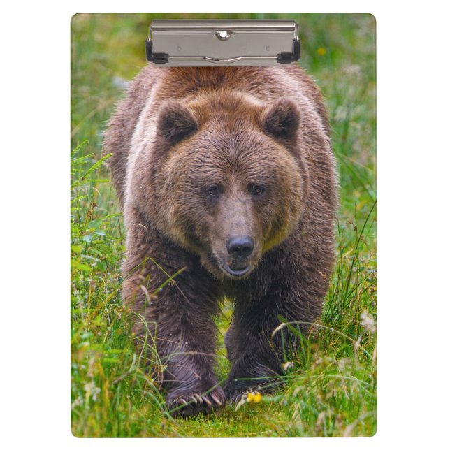 Carpeta De Pinza Oso marrón (Anverso)