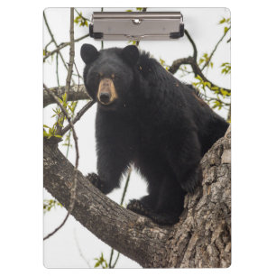 Carpeta De Pinza Oso negro trepador