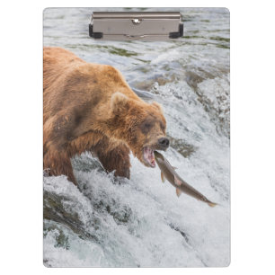 Carpeta De Pinza Oso pardo atrapa salmón rojo