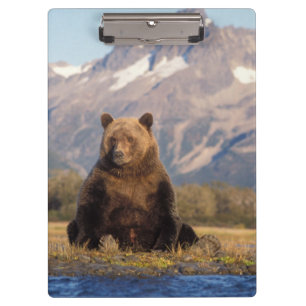 Carpeta De Pinza oso pardo, Ursus arctos, oso grizzly, Ursus